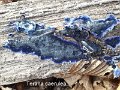 Terana caerulea-amf1609